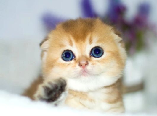 Altın Yumoş Golden Scottish Fold Shorthair Yavrumuz görsel