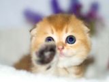 Altın Yumoş Golden Scottish Fold Shorthair Yavrumuz