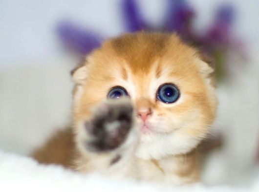 Altın Yumoş Golden Scottish Fold Shorthair Yavrumuz görsel