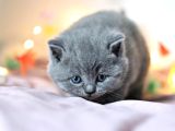 Gümüş Mucize Gri British Shorthair