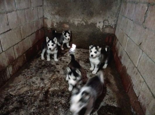 Husky Yavrularımız Yeni Sahibini Arıyor görsel