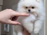 Üst Kali̇te Kar Beyaz Teacup Ori̇ji̇nal Irk Di̇şi̇