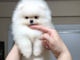 Üst Kali̇te Kar Beyaz Teacup Ori̇ji̇nal Irk Di̇şi̇