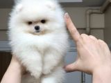 ÜST KALİTE KAR BEYAZ TEACUP ORİJİNAL IRK DİŞİ