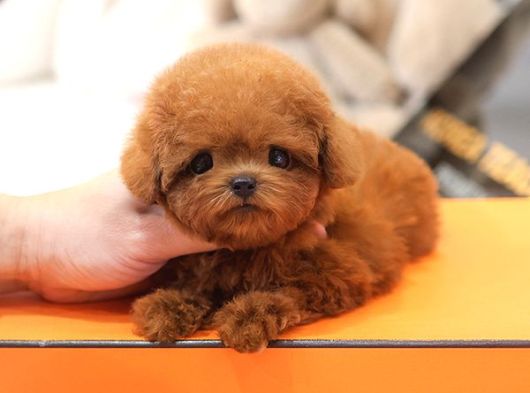 Korean Toy Poodle Mutluluk Kaynagi Bebeklerim