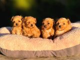 Korea Teacup Maltipoo Bebeklerimiz