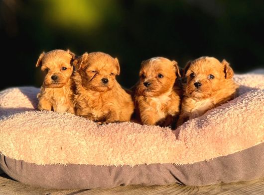 Mi̇cro Teacup Malti̇poo Bebeği̇mi̇z görsel