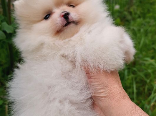 Pomernian Boo görsel