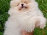 Pomernian Boo