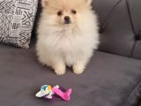 Pomernian Boo