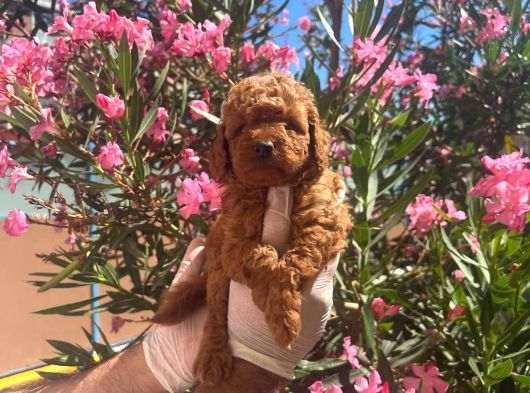 Evinizin Gozdesi Toy Poodle Yavrularim görsel