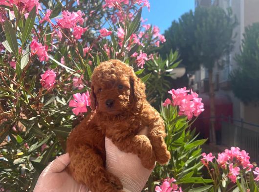 Evinizin Gozdesi Toy Poodle Yavrularim görsel
