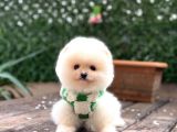 Ayıcık Surat Pomeranian Boo Yavrular