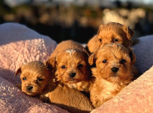 Korea Teacup Maltipoo Bebeklerimiz görsel