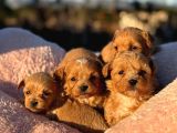 Mi̇cro Teacup Malti̇poo Bebeği̇mi̇z