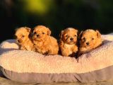 Korea teacup maltipoo bebeklerimiz