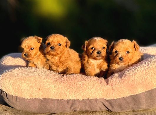 Korea Teacup Maltipoo Bebeklerimiz