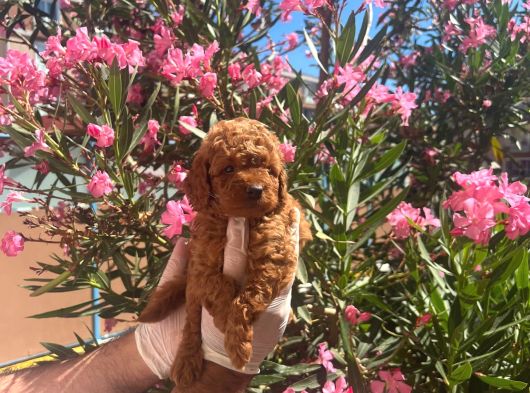 Evinizin Gozdesi Toy Poodle Yavrularim