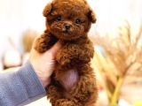 Daha Guzeli Kadar En Iyi Korean Toy Poodle Bebislerimiz