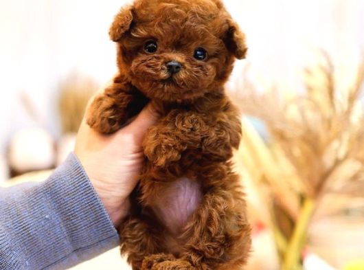 DAHA GUZELI KADAR EN IYI KOREAN TOY POODLE BEBISLERIMIZ