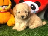 Dünya Tatlisi Malti̇poo Yavrulari