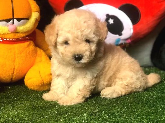Dünya Tatlisi Malti̇poo Yavrulari görsel