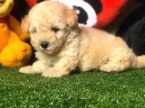 Dünya Tatlisi Malti̇poo Yavrulari