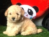 Dünya Tatlisi Malti̇poo Yavrulari