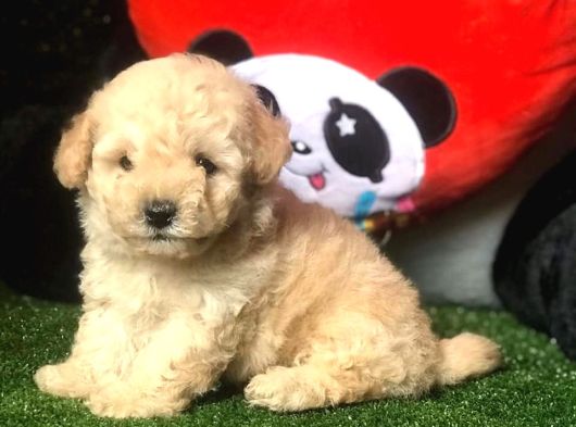 Dünya Tatlisi Malti̇poo Yavrulari görsel