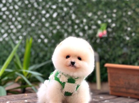 Ayıcık Surat Pomeranian Boo Yavrular görsel