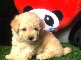 Dünya Tatlisi Malti̇poo Yavrulari