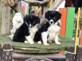 Border Collie Yavrularımız