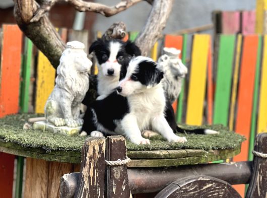 Border Collie Yavrularımız