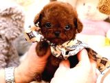 Safkan Toy Poodle Bebeklerimiz