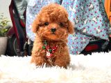 Korean Toy Poodle Yavrularim