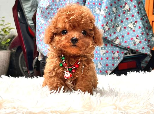 Korean Toy Poodle Yavrularim