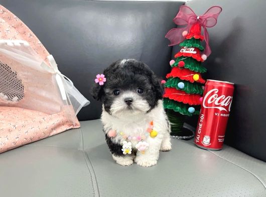 Morkie bebeklerimiz