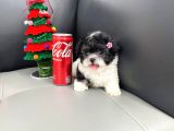Morkie Bebeklerimiz