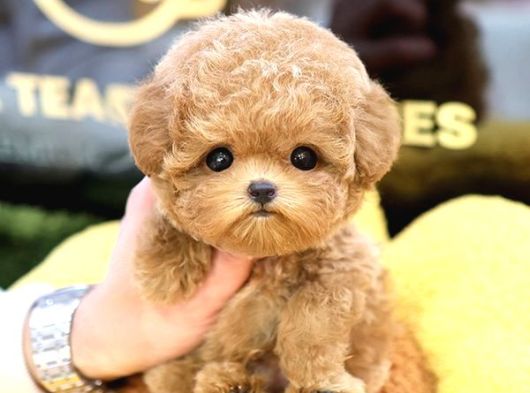 Kore Poodle Bebekleri̇m