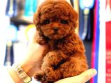 Orjinal Toy Poodle Yavruları