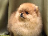 Teddy Bear Pom Boo Yavruları
