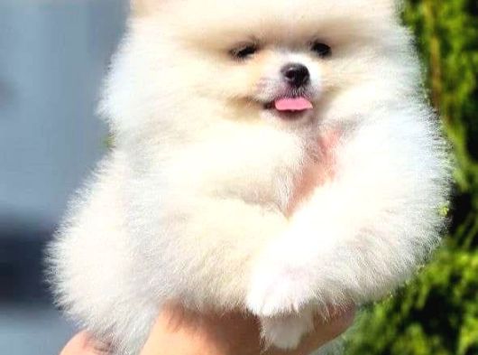 Teddy Bear Pom Boo Yavruları görsel
