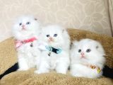 Bu Kalite Kimsede Yok White Scotısh Fold Longhair Yavrularım