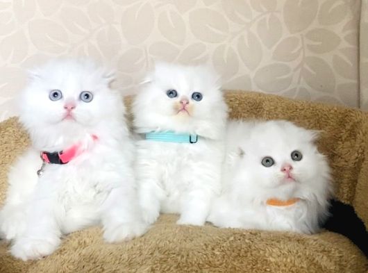 Bu Kalite Kimsede Yok White Scotısh Fold Longhair Yavrularım görsel