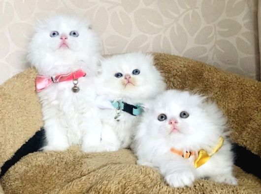 Bu Kalite Kimsede Yok White Scotısh Fold Longhair Yavrularım görsel