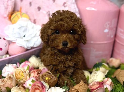 Red Brown Toy Poodle Yavrular