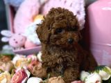 Red Brown Toy Poodle Yavrular