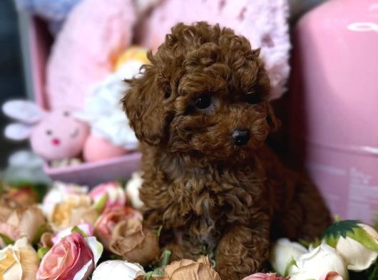 Red Brown Toy Poodle Yavrular görsel