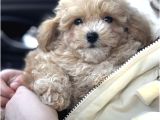 Malti̇poo Yavrularimizdan Gofret