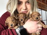 Renk Renk Poodle Yavrular